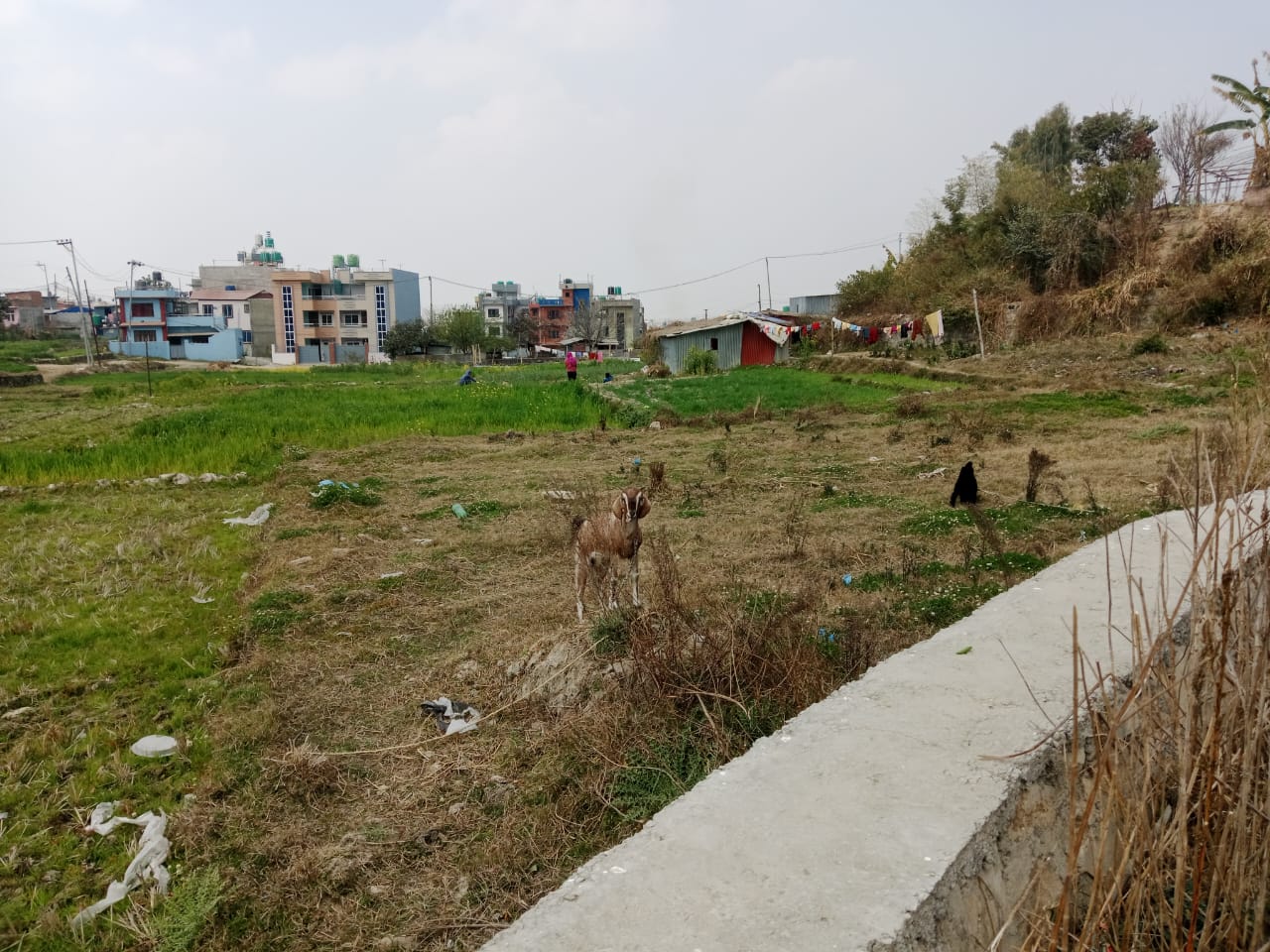 Picture of Mahalaxmi Municipality, Bagmati